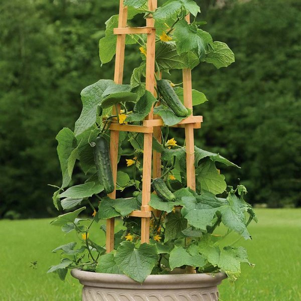 Zoom bilde av Cucumber 'Patio snacker' H