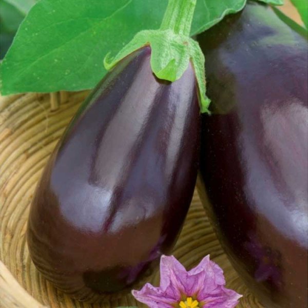 Zoom billede af Aubergine 'Black beuty'