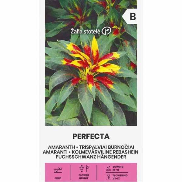 Zoom billede af Amarant 'Perfecta'