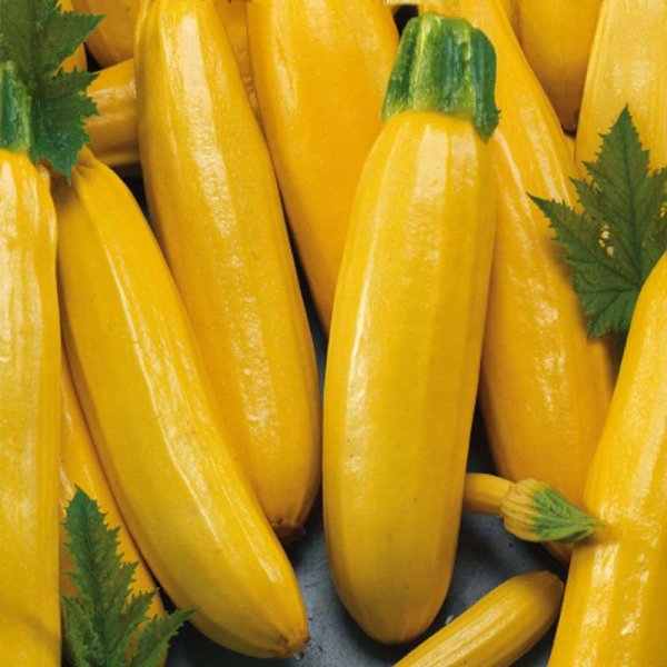 Zoom billede af Squash 'Goldena'