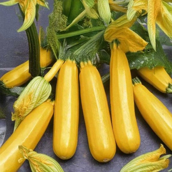 Zoom billede af Squash 'Goldena'