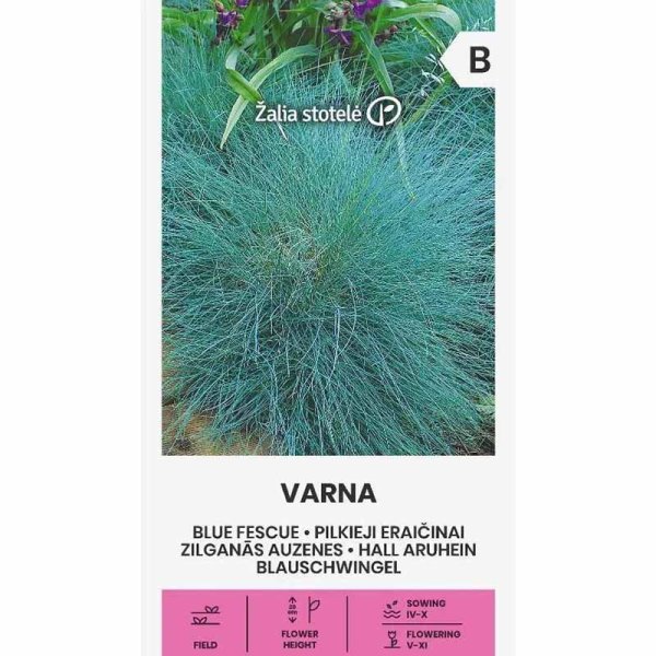 Zoom billede af Blåsvingel 'Varna'