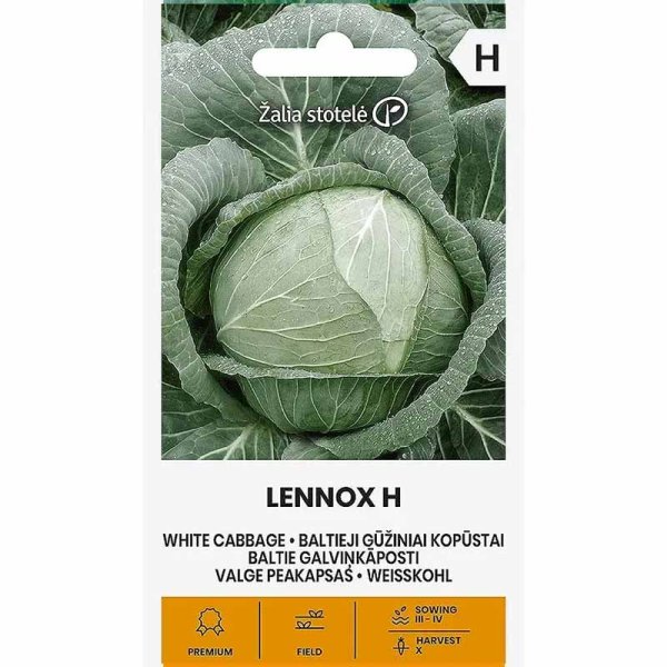Zoom billede af Hvidkål 'Lennox' H
