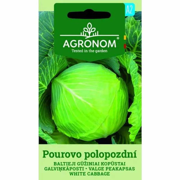 Zoom billede af Hvidkål 'Pourovo polopozdni'