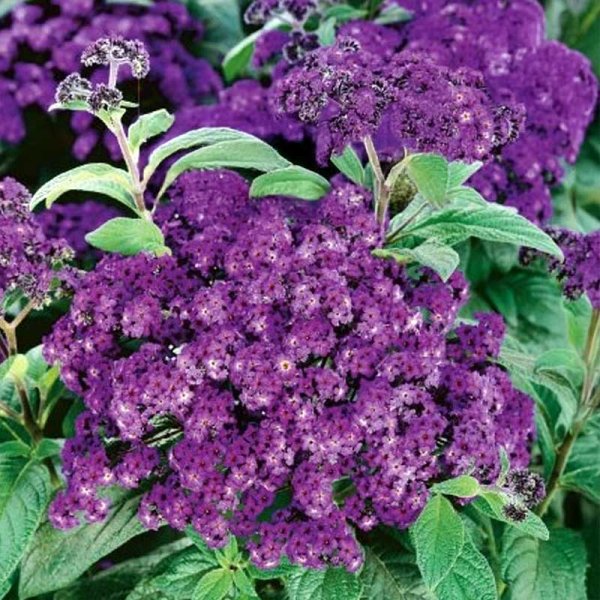 Zoom billede af Heliotrop 'Marine'