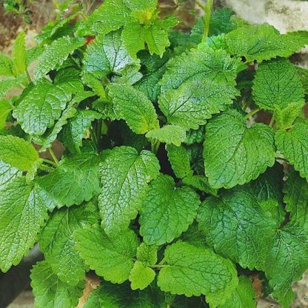 Zoom billede af Citronmelisse