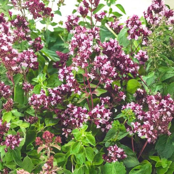 Zoom billede af Oregano