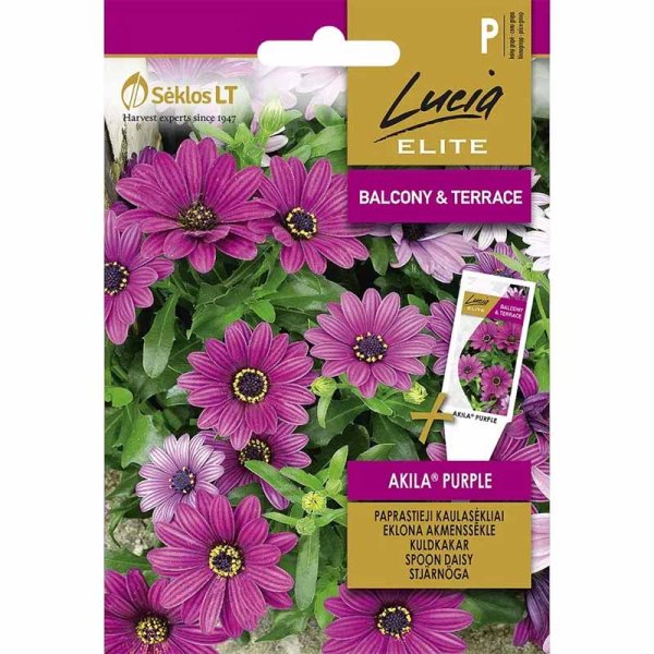 Zoom billede af Kapmargerit 'Akila Purple'