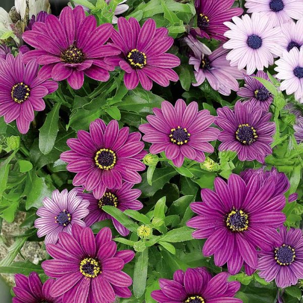 Zoom billede af Kapmargerit 'Akila Purple'