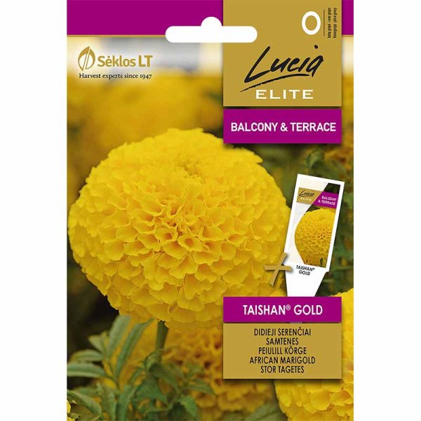 Zoom billede af Stor tagetes 'Taishan® Gold'