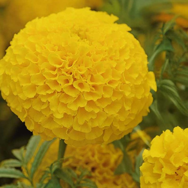 Zoom billede af Stor tagetes 'Taishan® Gold'