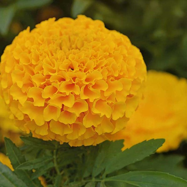 Zoom billede af Stor tagetes 'Taishan® Orange'