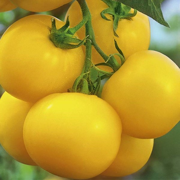 Zoom bilde av Tomat 'Lemonia'