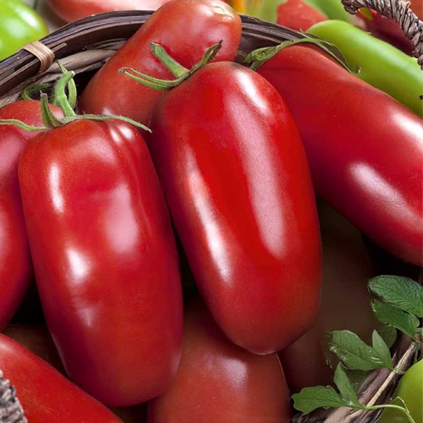 Zoom bilde av Tomato Plommontomat 'Eduardo' H