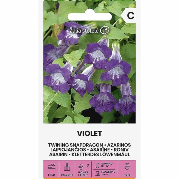 Zoom billede af Maurandya 'Violet'