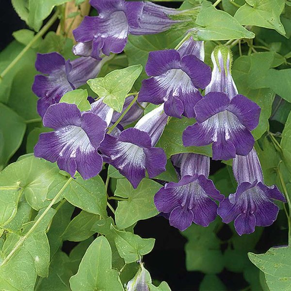 Zoom billede af Maurandya 'Violet'