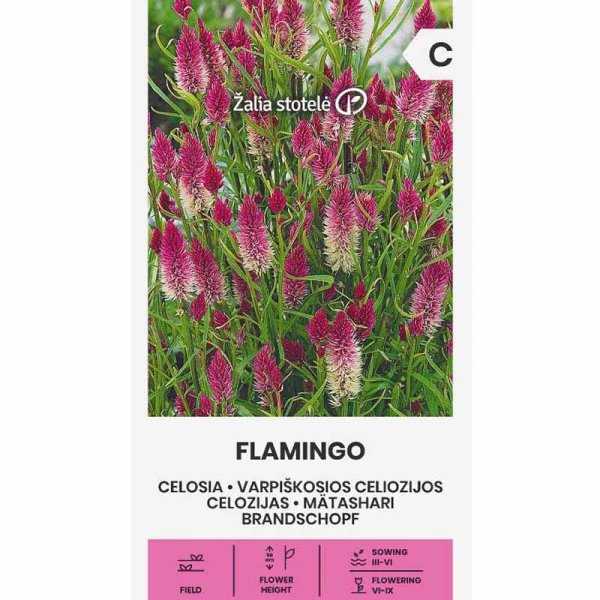 Zoom bilde av Amaranth 'Flamingo'