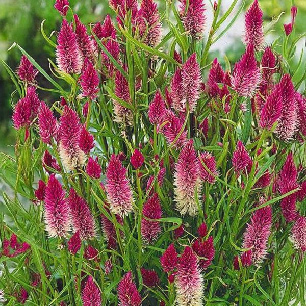 Zoom bilde av Amaranth 'Flamingo'