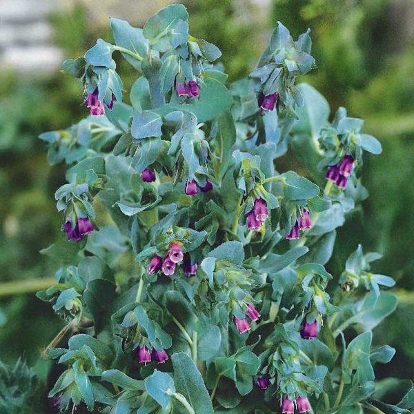 Zoom bilde av Vokseblomst 'Purpurascens'