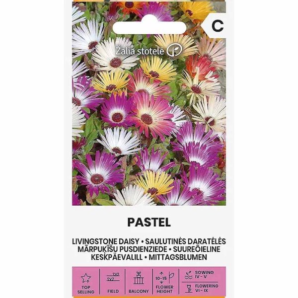 Zoom bilde av Levende blomst 'Daisy Pastel'