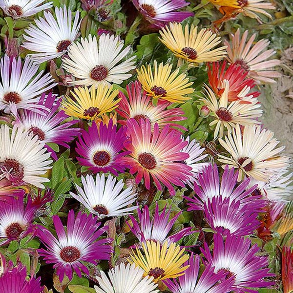 Zoom bilde av Levende blomst 'Daisy Pastel'