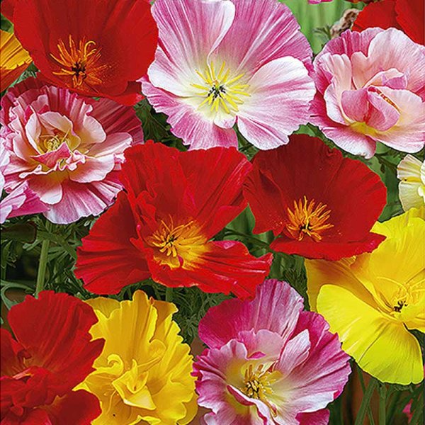 Zoom billede af California Poppy 'Ballerina' mix