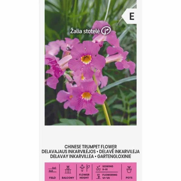 Zoom bilde av Kinesisk trompetblomst