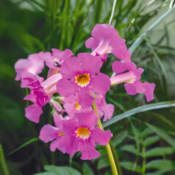 Zoom bilde av Kinesisk trompetblomst