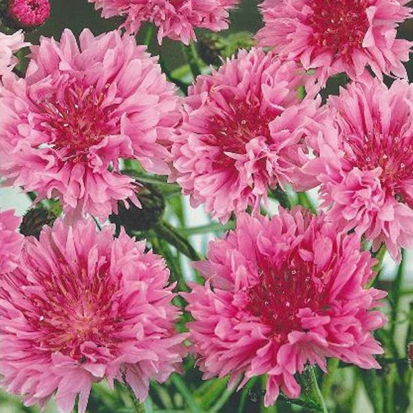 Zoom billede af Kornblomst 'Rose shade'
