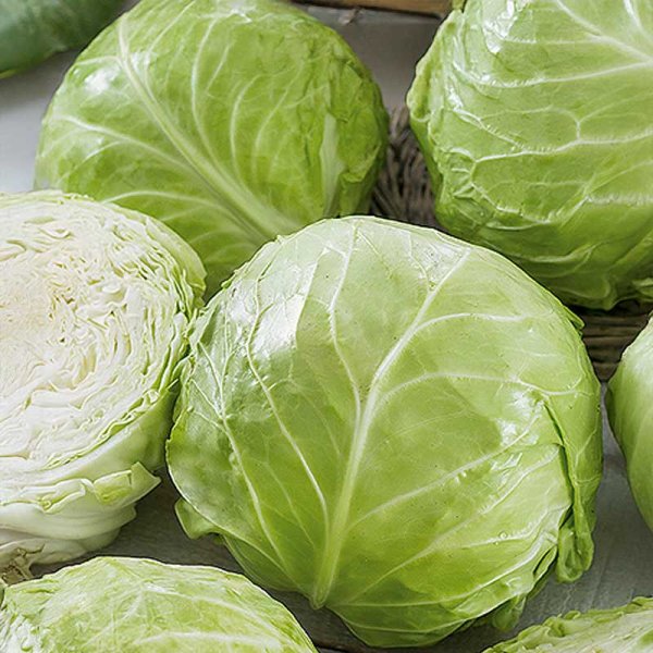 Zoom billede af Hvidkål 'Betti' H