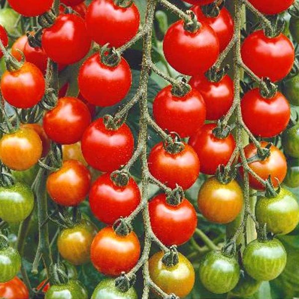 Zoom billede af Tomat 'Gardeners Delight'