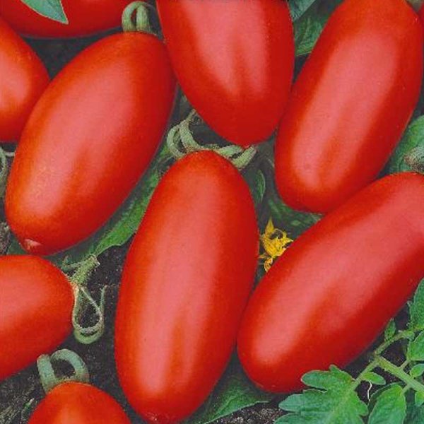 Zoom billede af Tomato Plommontomat 'Massaro' H
