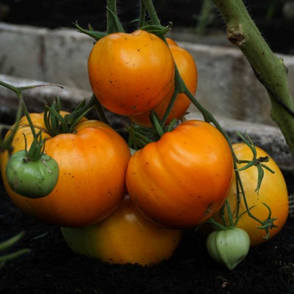 Zoom bilde av Tomat 'Oxheart orange'
