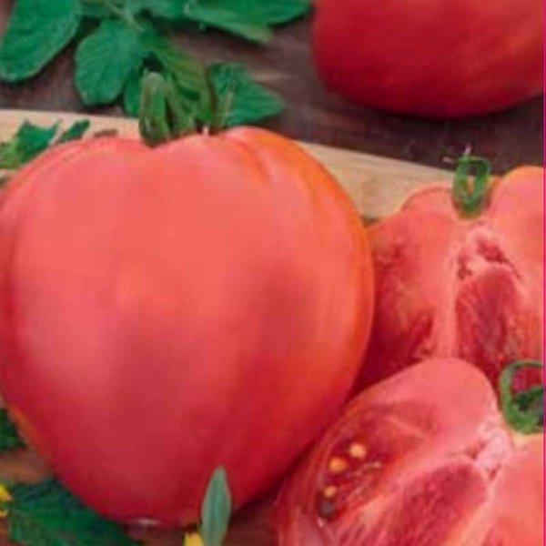 Zoom bilde av Tomato Plommontomat 'Herodes'