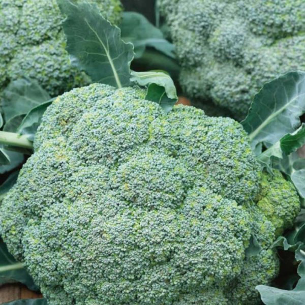 Zoom bilde av Brokkoli 'Calabrese natalino'