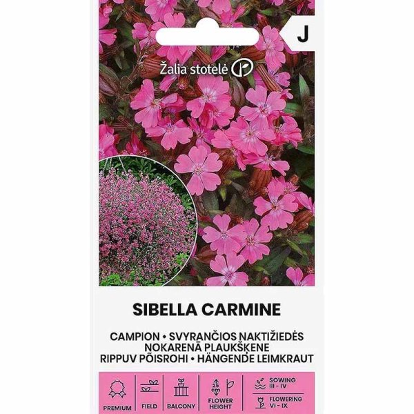 Zoom billede af Sommerlimurt 'Sibella Carmine'