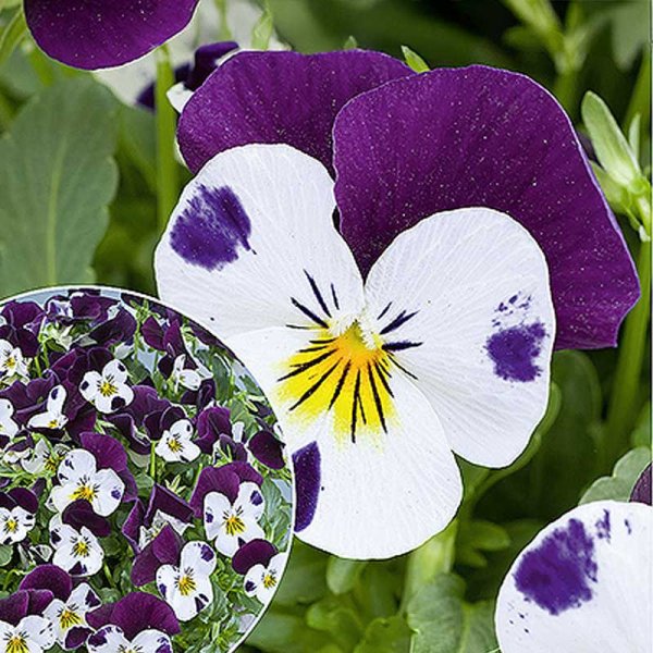 Zoom billede af Stedmoderblomst 'Sorbet XP White Jump Up'