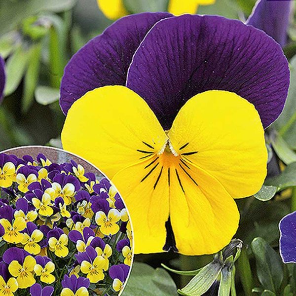 Zoom billede af Hornviol 'Sorbet XP F1 Yellow Jump Up'