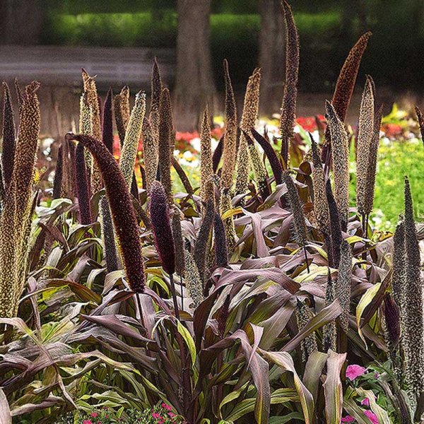 Zoom billede af Perlemillet 'Copper Prince' h