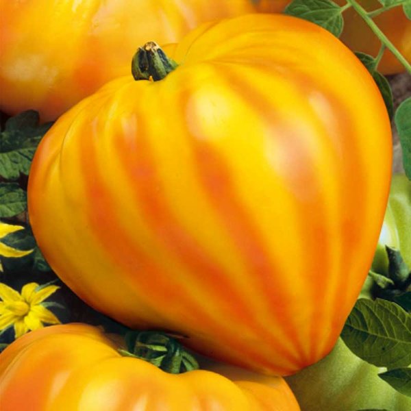 Zoom billede af Tomat 'Gourmansun' h