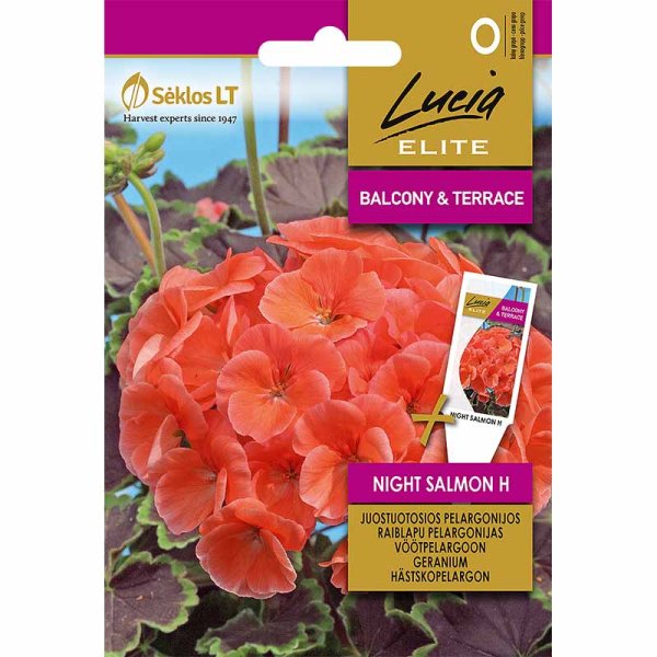 Zoom billede af Geranium 'Night Salmon' H