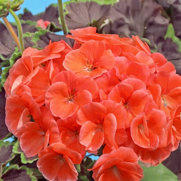 Zoom billede af Geranium 'Night Salmon' H