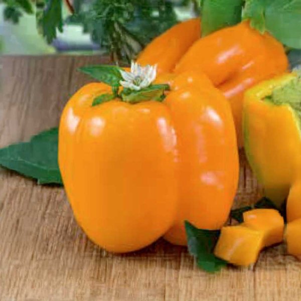 Zoom billede af Peberfrugt 'Lamia'