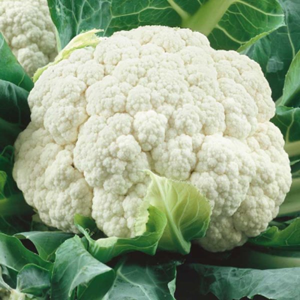 Zoom bilde av Blomkål 'Casper' H