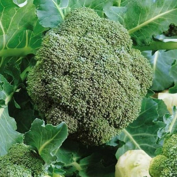 Zoom billede af Broccoli 'Bellstar' H