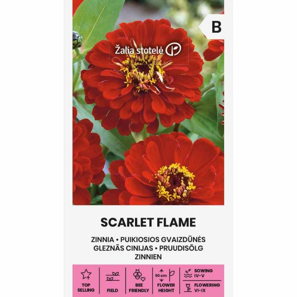 Zoom billede af Zinnia 'Scarlet Flame'