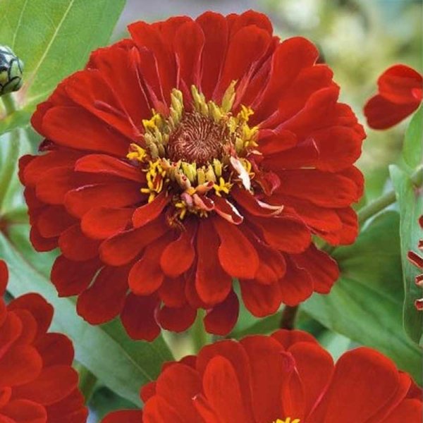 Zoom billede af Zinnia 'Scarlet Flame'