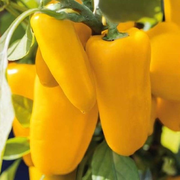 Zoom billede af Tomato 'Lemon dream'