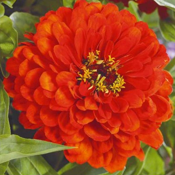 Zoom bilde av Zinnia 'Orange King'