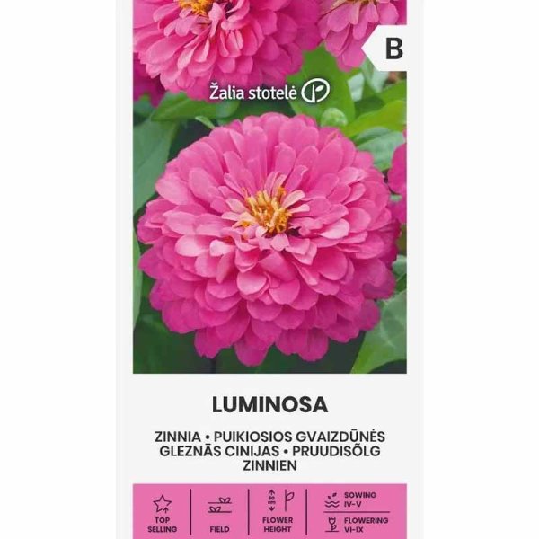 Zoom billede af Zinnia 'Luminosa'